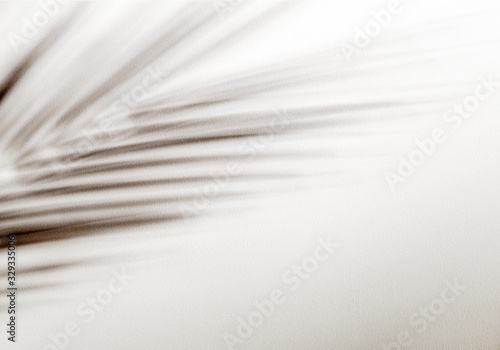 Shadow of tropical leaves background. Shadows from palm leaves on a white wall background