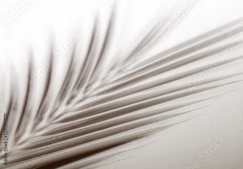 Shadow of tropical leaves background. Shadows from palm leaves on a white wall background