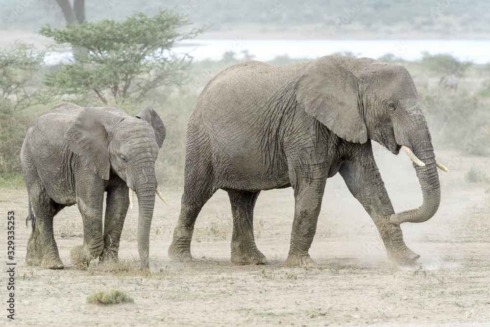 Two African Elephant (Loxodonta africana) shaking dust of the grass before feeding, Ngorongoro conservation area, Tanzania.