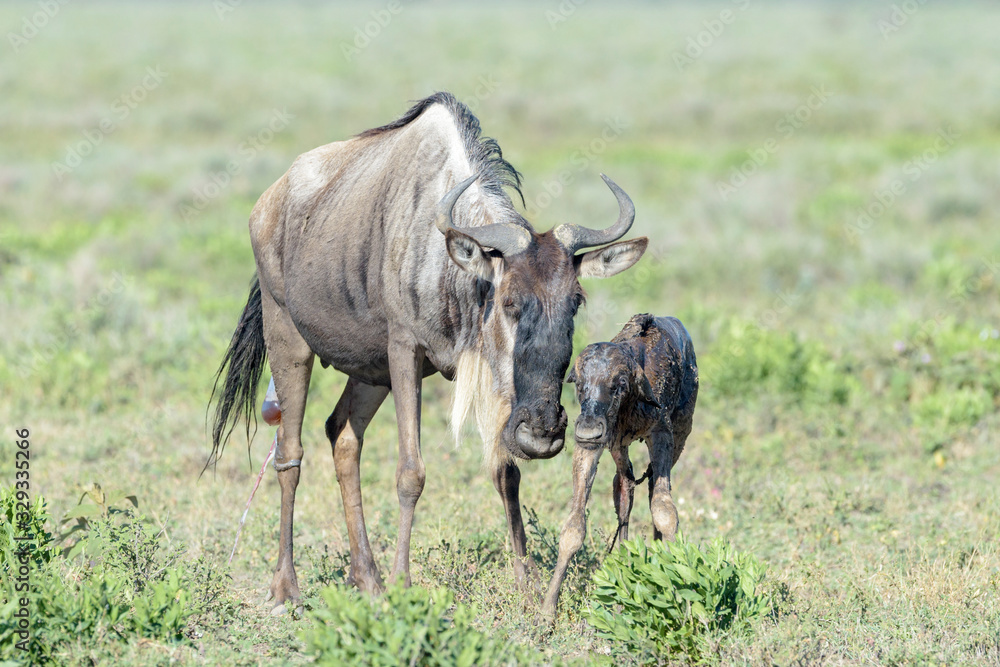 Blue Wildebeest (Connochaetes taurinus) mother with a just new born calf trying to walk on savanna, Ngorongoro conservation area, Tanzania. Blue Wildebeest (Connochaetes taurinus) mother with a just new born calf trying to walk on savanna, Ngorongoro conservation area, Tanzania.