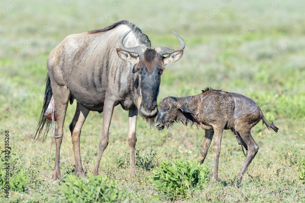 Blue Wildebeest (Connochaetes taurinus) mother with a just new born calf trying to walk on savanna, Ngorongoro conservation area, Tanzania. Blue Wildebeest (Connochaetes taurinus) mother with a just new born calf trying to walk on savanna, Ngorongoro conservation area, Tanzania.