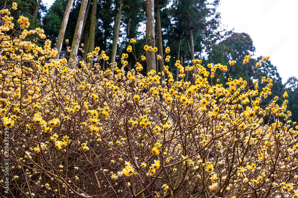 Obraz premium 西方寺のミツマタ