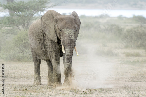 African Elephant  Loxodonta africana  shaking dust of the grass before feeding  Ngorongoro conservation area  Tanzania.