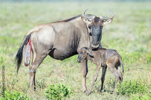 Blue Wildebeest  Connochaetes taurinus  mother with a just new born calf trying to walk on savanna  Ngorongoro conservation area  Tanzania.