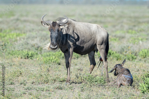 Fototapeta Naklejka Na Ścianę i Meble -  Blue Wildebeest (Connochaetes taurinus) mother with a just new born calf lying down on savanna, Ngorongoro conservation area, Tanzania.