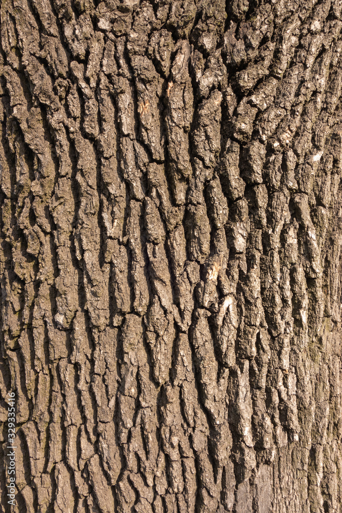 The bark of the tree is brown. Creative vintage background. The bark of the tree is brown. Creative vintage background.