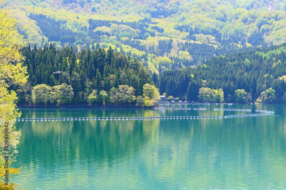 Fototapeta premium 新緑の沼沢湖。金山、福島、日本。5月中旬。