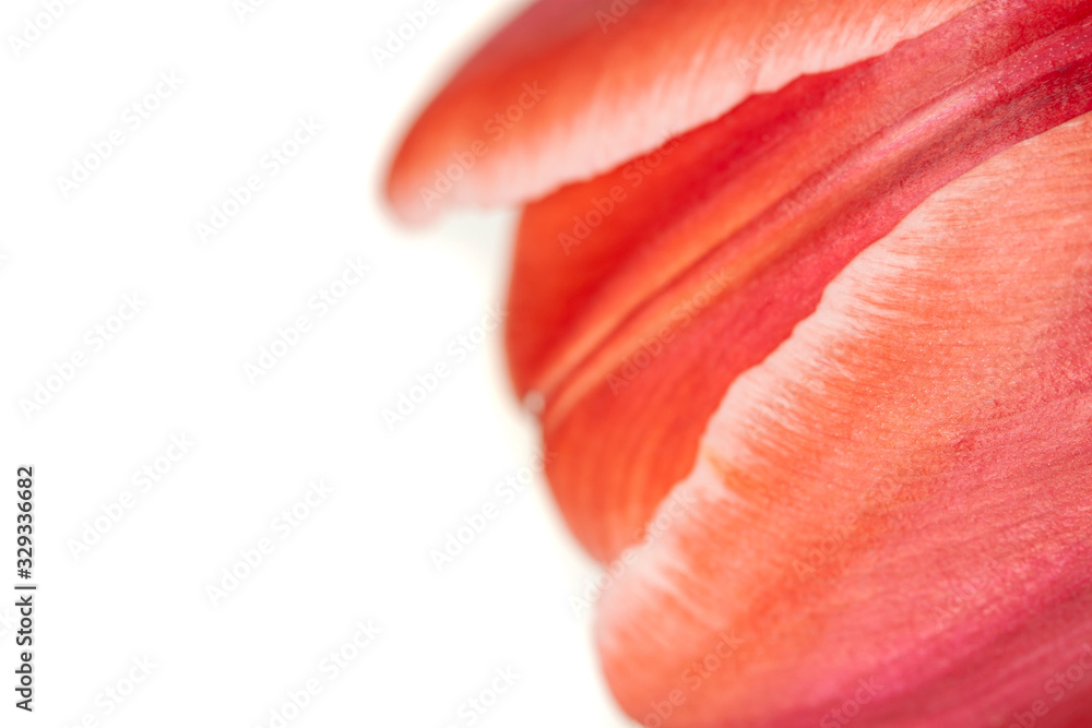 Closed tulip petal isolated bright flower with white background Closed tulip petal isolated bright flower with white background