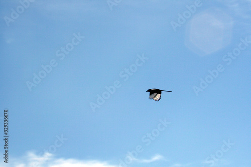 Magpie and sky background.
