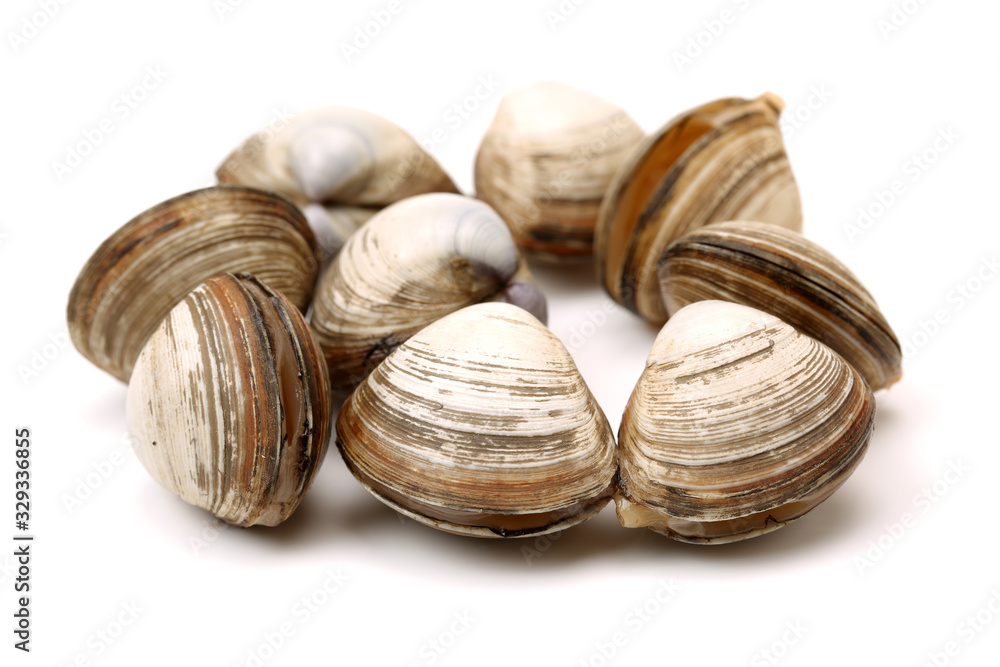 fresh raw Surf clam background fresh raw Surf clam background