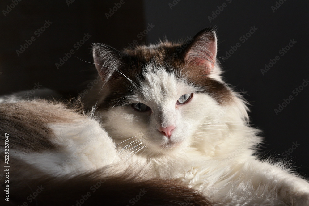 Fototapeta premium Balouu