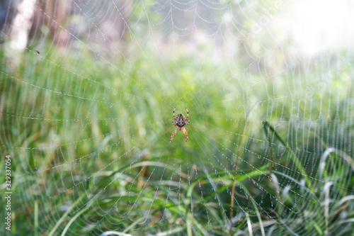 morning dew drops and spider sits on a web