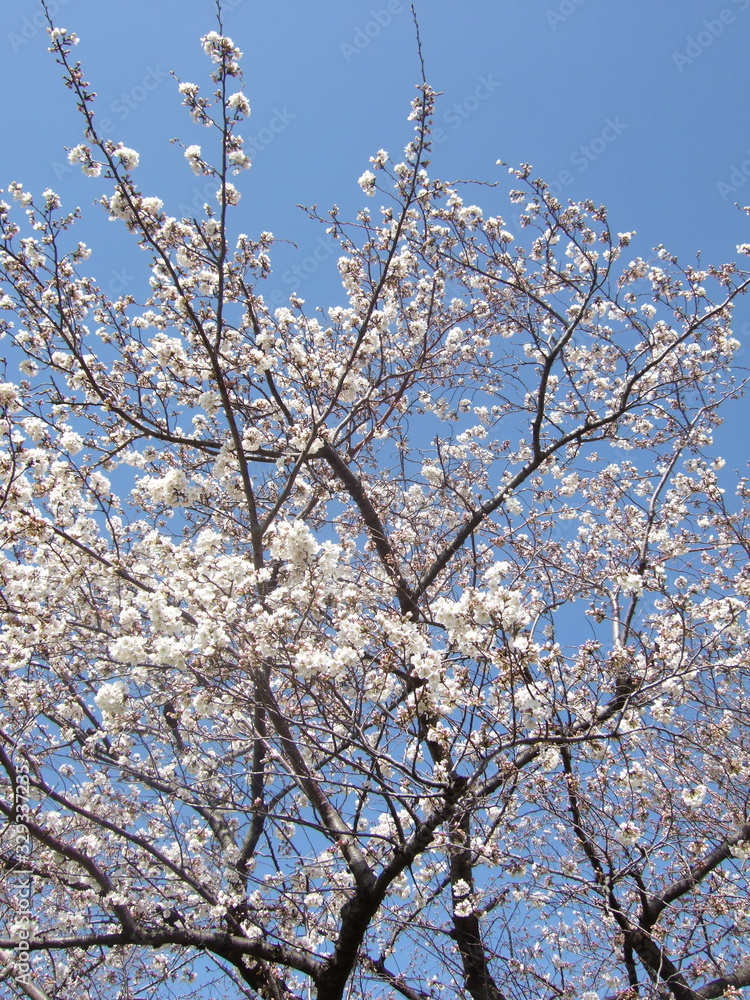 桜