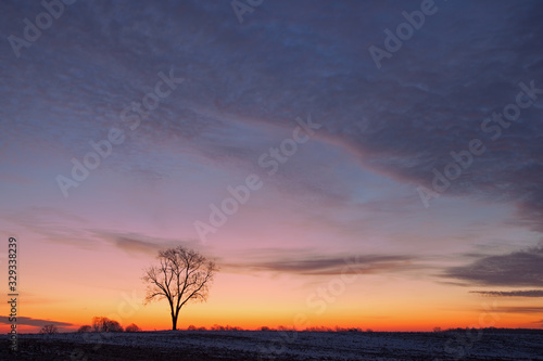 Bare trees in a rural winter landscape silhouetted against a colorful dawn sky  Michigan  USA