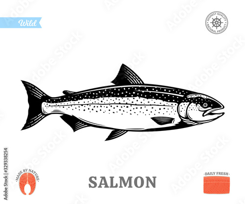Vector salmon fish illustration