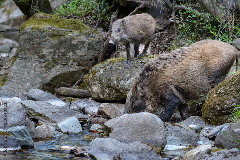 Wildboar drinking Wildboar drinking