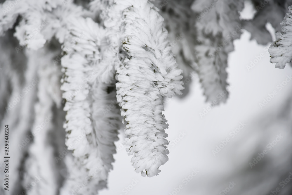 Branches of a fir tree in white hoarfrost. Natural winter seasonal look. Branches of a fir tree in white hoarfrost. Natural winter seasonal look.