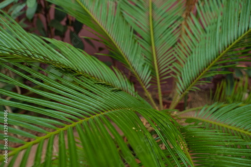 Palm leaf closeup. Different green tropical plants  such as palm trees in a botanical garden or arboretum. 