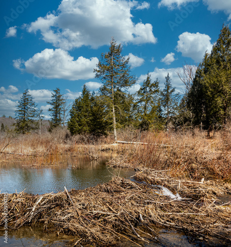 Photography Beaver Damn and fallen tree make a beautiful site just outside Cole Park in Upst