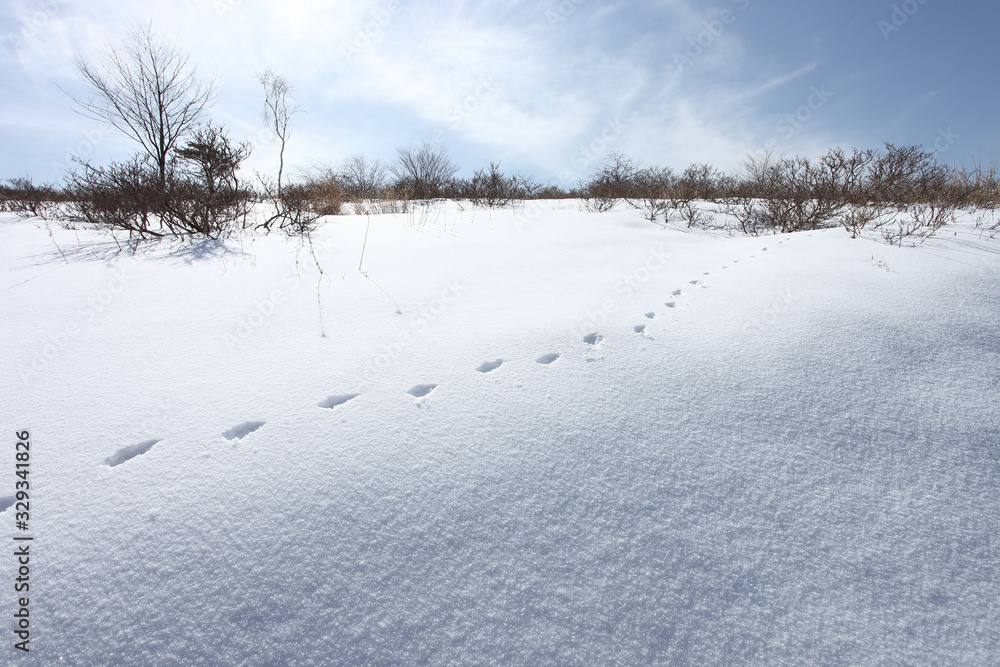 雪原_動物の足跡