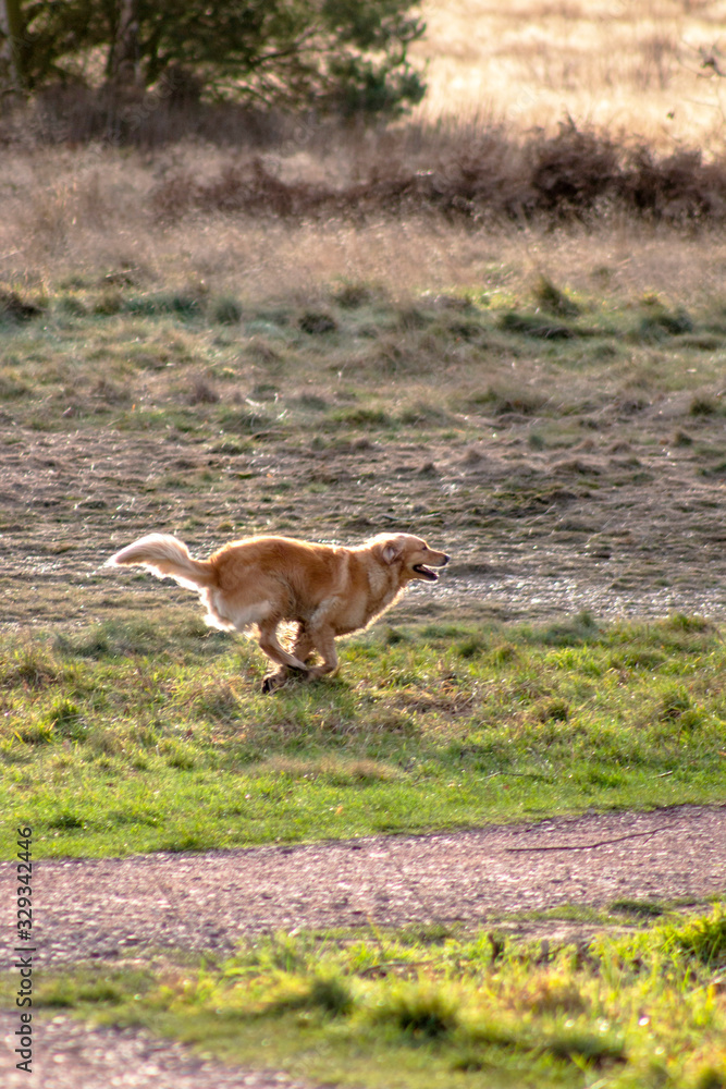 Dog outdoors who are playing, friendly, and alert. Active canine Dog outdoors who are playing, friendly, and alert. Active canine