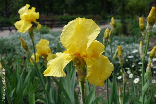 Closeup of yellow flower of bearded iris in May