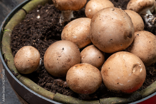 High quality organic brown champignon mushrooms growing in caves photo