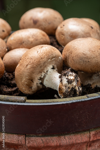 High quality organic brown champignon mushrooms growing in caves photo