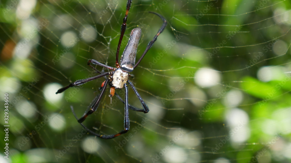 Giant Woodspider, Nephila pilipes, Gunung Mulu Nationalpark, Borneo Giant Woodspider, Nephila pilipes, Gunung Mulu Nationalpark, Borneo