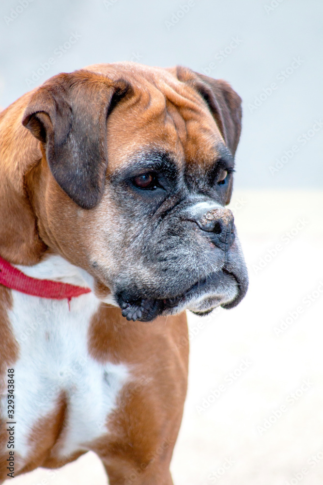 Dog outdoors who are playing, friendly, and alert.  Active canine