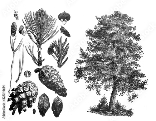 Pinus sylvestris (Pine tree) / Antique illustration from Brockhaus Konversations-Lexikon 1908 photo