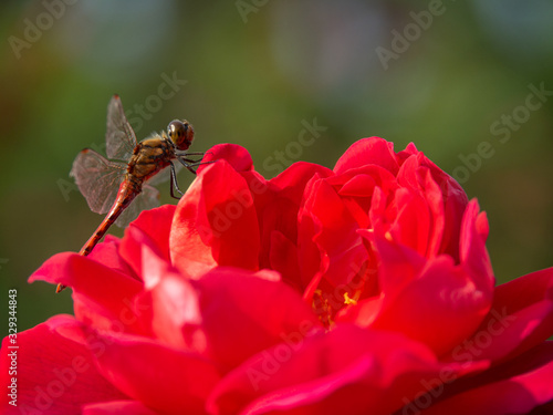 Red Rose and Dragonfly