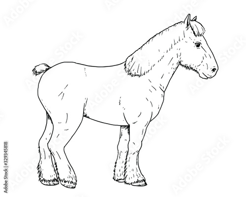 Drawing of Dutch draft horse