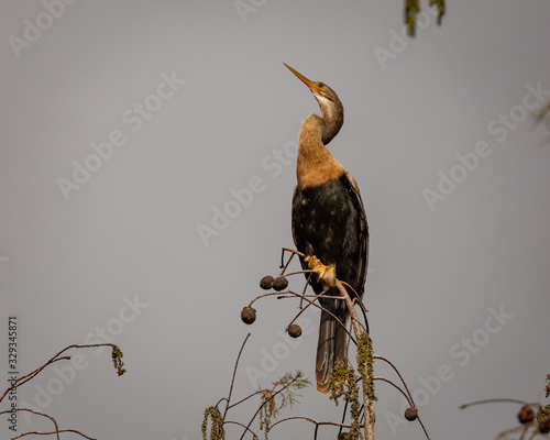 Female or immature Anhinga