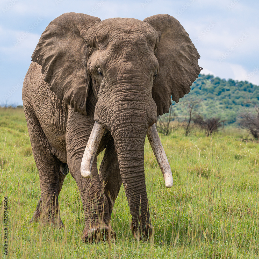 Fototapeta premium Large African bull elephant with impressive tusks walking towards the camera