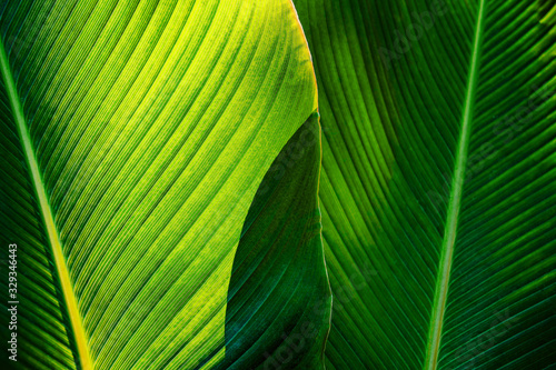 Beautiful of green tropical leaves 