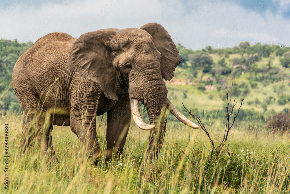 Lone African elephant bull walking down the grassy hillside to fresh grazing 