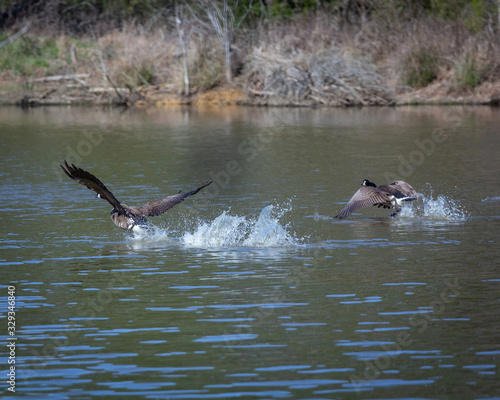 Geese taking off from a pond