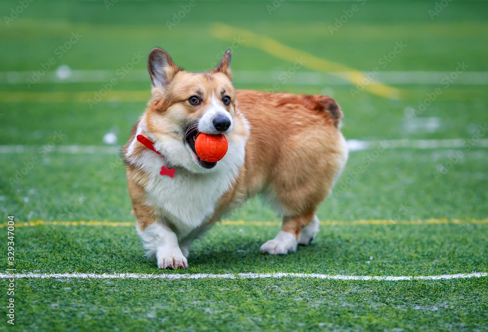 red dog puppy Corgi has fun playing on the green sports field and catching the ball