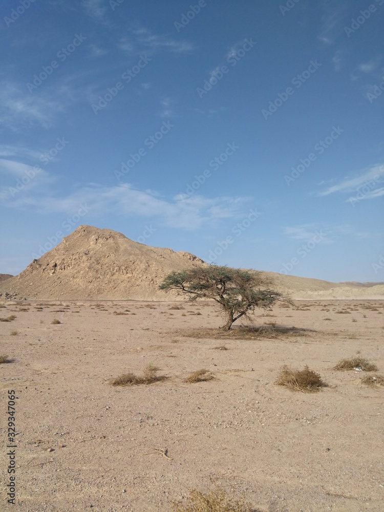 The tree in Sinai is empty today. Background panoramic image in the vertical orientation of the desert place