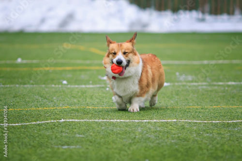 red dog puppy Corgi fun playing ball on the sports green area