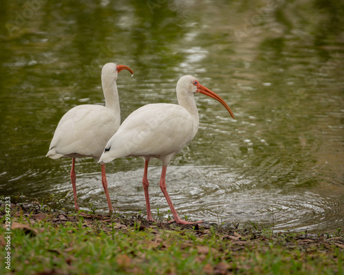 White Ibis in central Florida