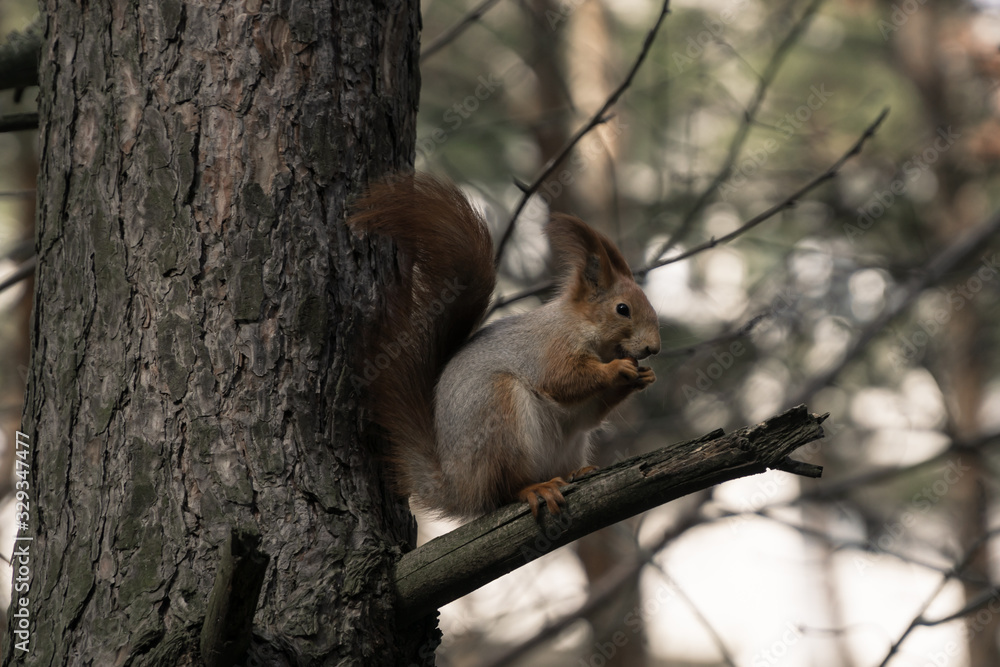 Red squirrel in the coniferous forest