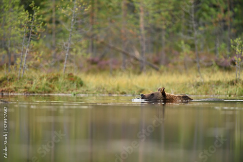 Brown bear swimming in the pond. In the background is a beautiful taiga forest at summer.