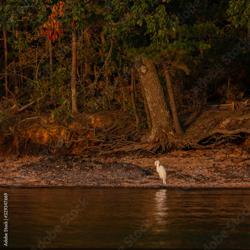 Great Egret on lake shore