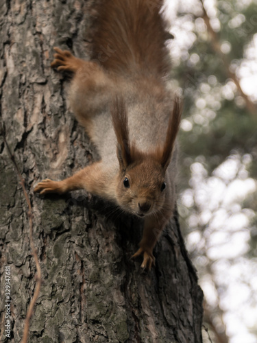 Red squirrel in the coniferous forest