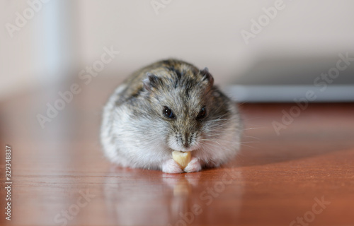 One Djungarian dwarf hamster is sitting on the writing wooden table and eating the peanut.