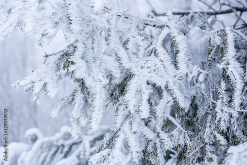 Branches of a fir tree in white hoarfrost. Natural winter seasonal look.