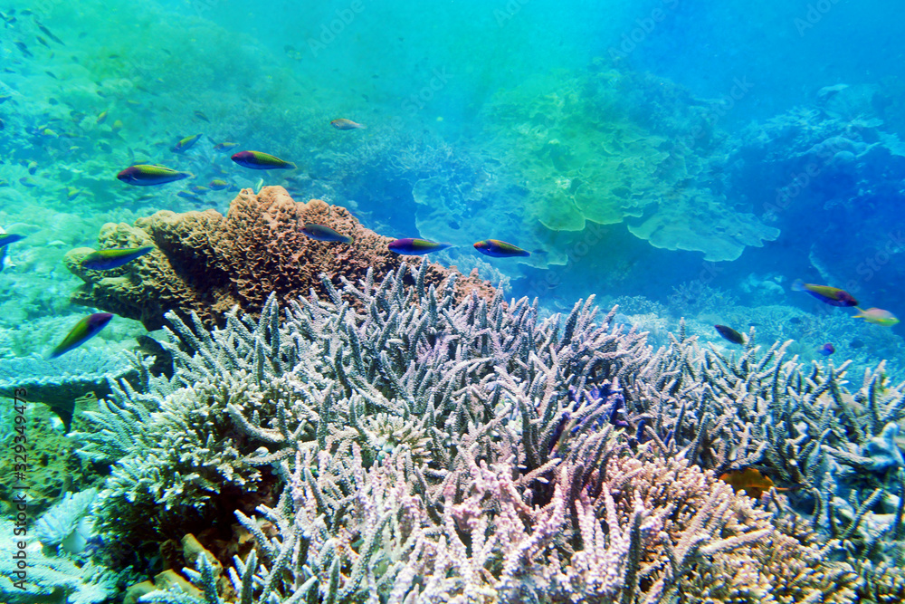 Obraz premium 海 ダイビング 写真 