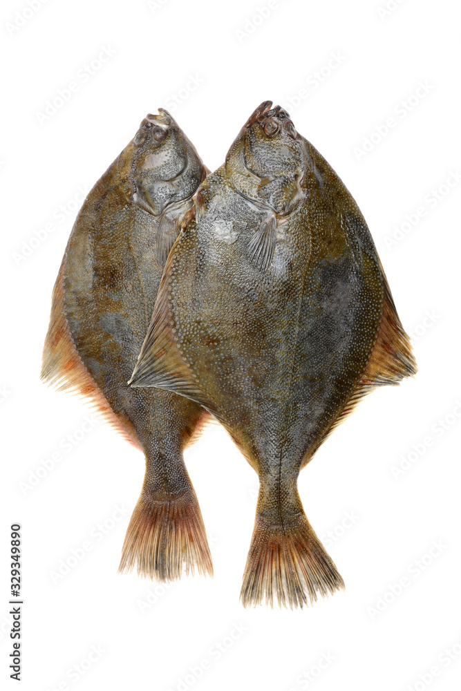 Whole single fresh flounder on white background Whole single fresh flounder on white background